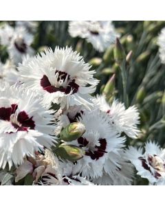 Dianthus 'Stargazer' 1G