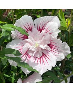 Starblast Rose of Sharon