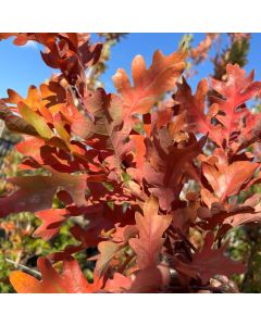 Streetspire Oak