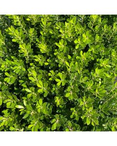 Strongbox Inkberry Holly