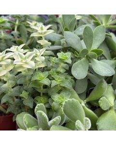 2.5" Succulent Assorted