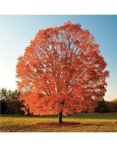Sugar Maple