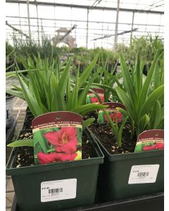 Daylily 'Summer Wine' 1G