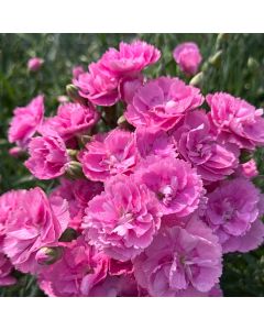 Dianthus 'Sweetie Pie' 1G