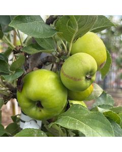 Tangy Green Columnar Apple