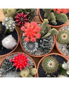 5" Clay Garden