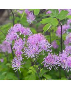 Meadow Rue 'Black Stocking' 1G
