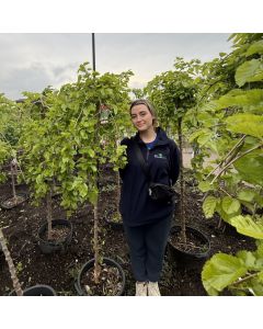Weeping Mulberry Fruiting