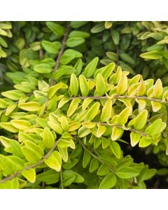 Thunderbolt Bush Honeysuckle