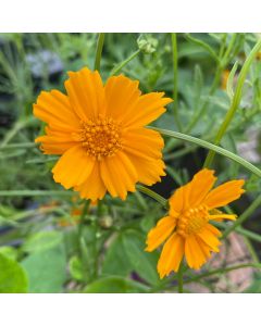 Tickseed 'Nana' 1G
