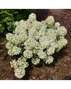Tiny Quick Fire Hydrangea