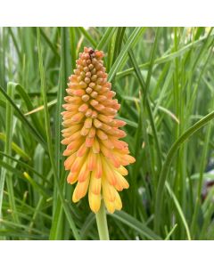 Torchlily 'Flamenco Mix' 1G