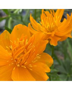 Trollius 'Golden Queen' 1G