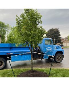 Local Tree Consult starting at: