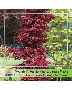 Twombly's Red Sentinel Japanese Maple