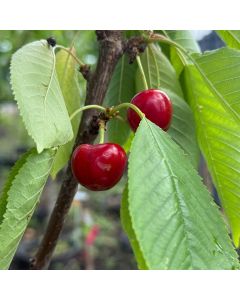 Van Sweet Cherry Tree