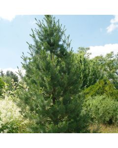 Vanderwolf Pine