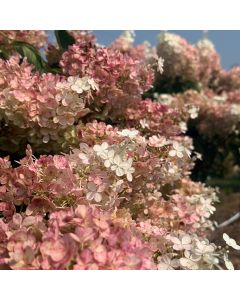 Vanilla Strawberry Hydrangea