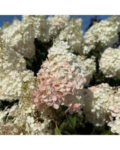 Vanilla Strawberry Hydrangea Std