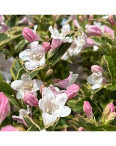 Variegated Weigela
