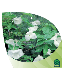 Venus Dogwood