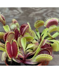 2.25" Venus Fly Trap