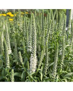 Veronica 'White Wands' 1G
