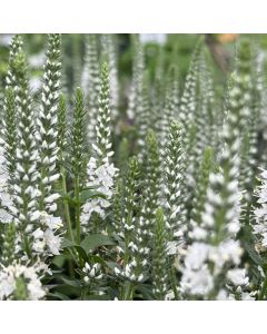 Veronica 'White Wands' 1G