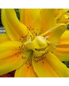 Iris 'Harvest of Memories' 1G