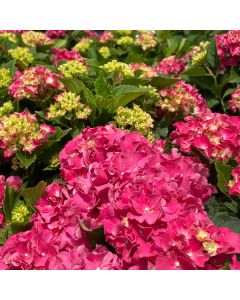 Wee Bit Grumpy Hydrangea
