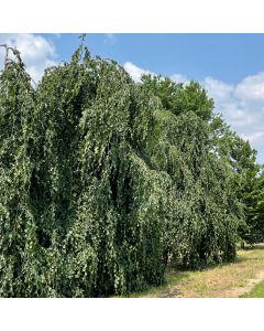 Weeping Green Beech