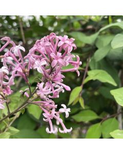 Weeping Hers Lilac Std