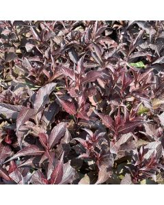 Spilled Wine Weigela