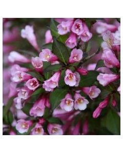 Purple Leaf Weigela