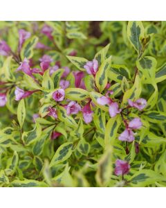 Bubbly Wine Weigela