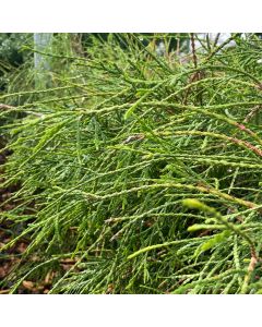 Whipcord Western Cedar