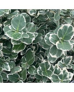 White Album Euonymus