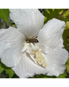 White Pillar Rose of Sharon