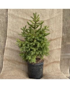 White Spruce 80cm