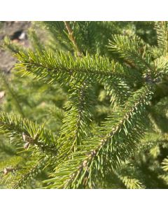 White Spruce