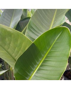 Bird of Paradise