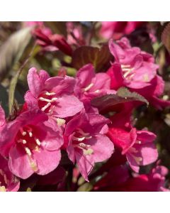 Wine & Roses Weigela