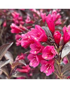 Wine & Roses Weigela