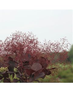 Winecraft Black Smokebush