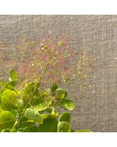 Winecraft Gold Smokebush 