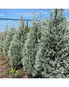 Wichita Blue Juniper 