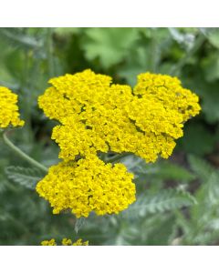 Yarrow 'Moonshine' 1G