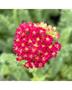 Yarrow 'Strawberry Seduct' 1G