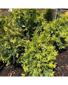 Yellow Ribbon Cedar