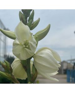 Adam's Needle Yucca